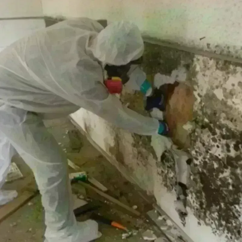 Mold Remediation and Removal in Stallion Springs, CA